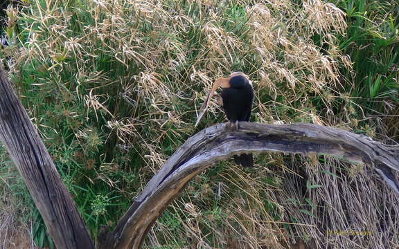 Image of African Darter