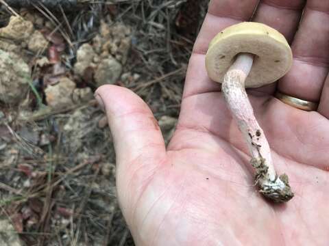 Image of Leccinum roseoscabrum Singer & R. Williams 1992