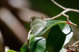 Image of Elodina angulipennis (Lucas 1852)