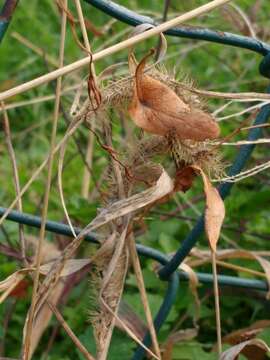 Image of <i>Setaria <i>verticillata</i></i> var. verticillata