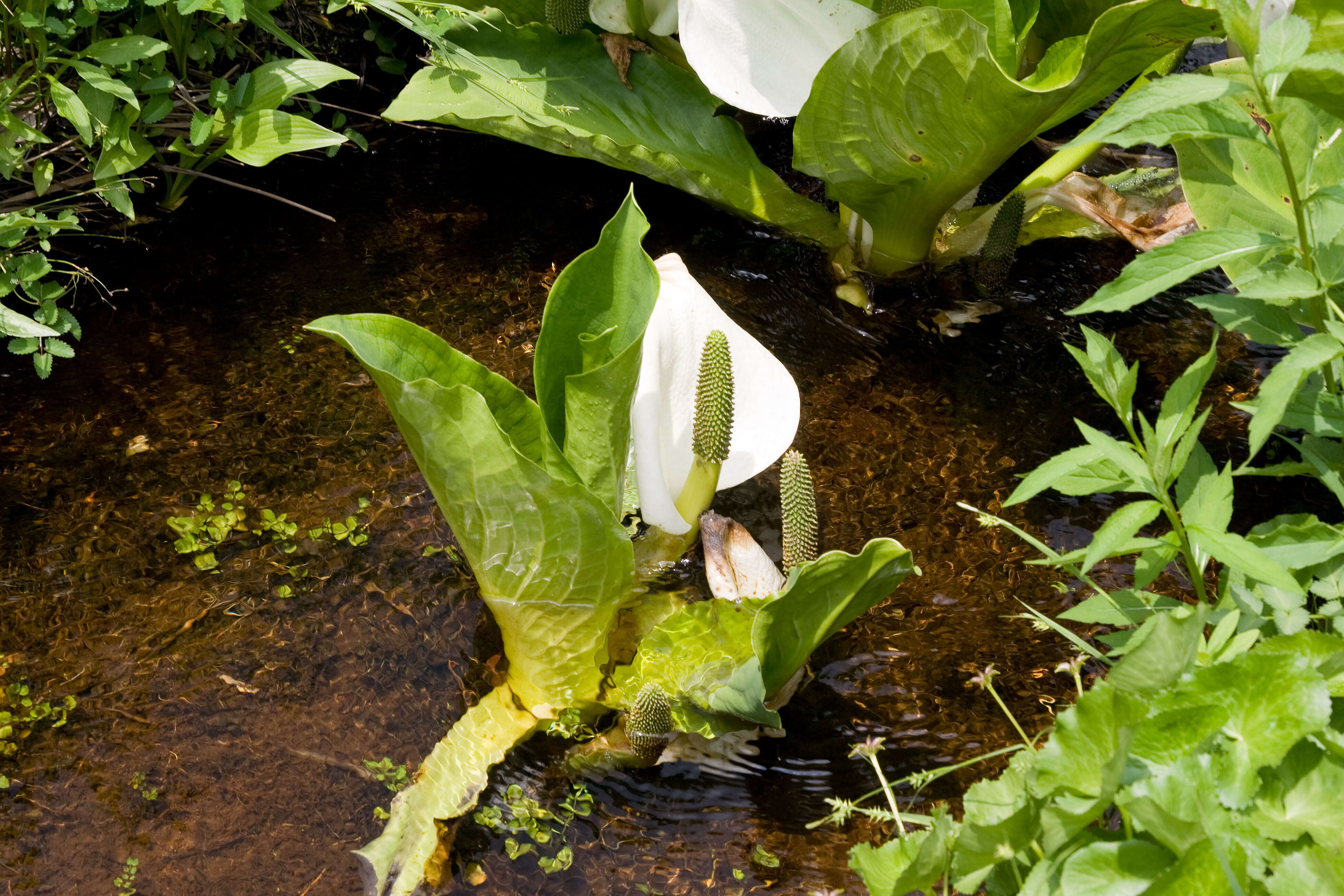 Image of Lysichiton camtschatcensis (L.) Schott