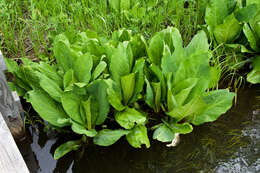 Image of Lysichiton camtschatcensis (L.) Schott