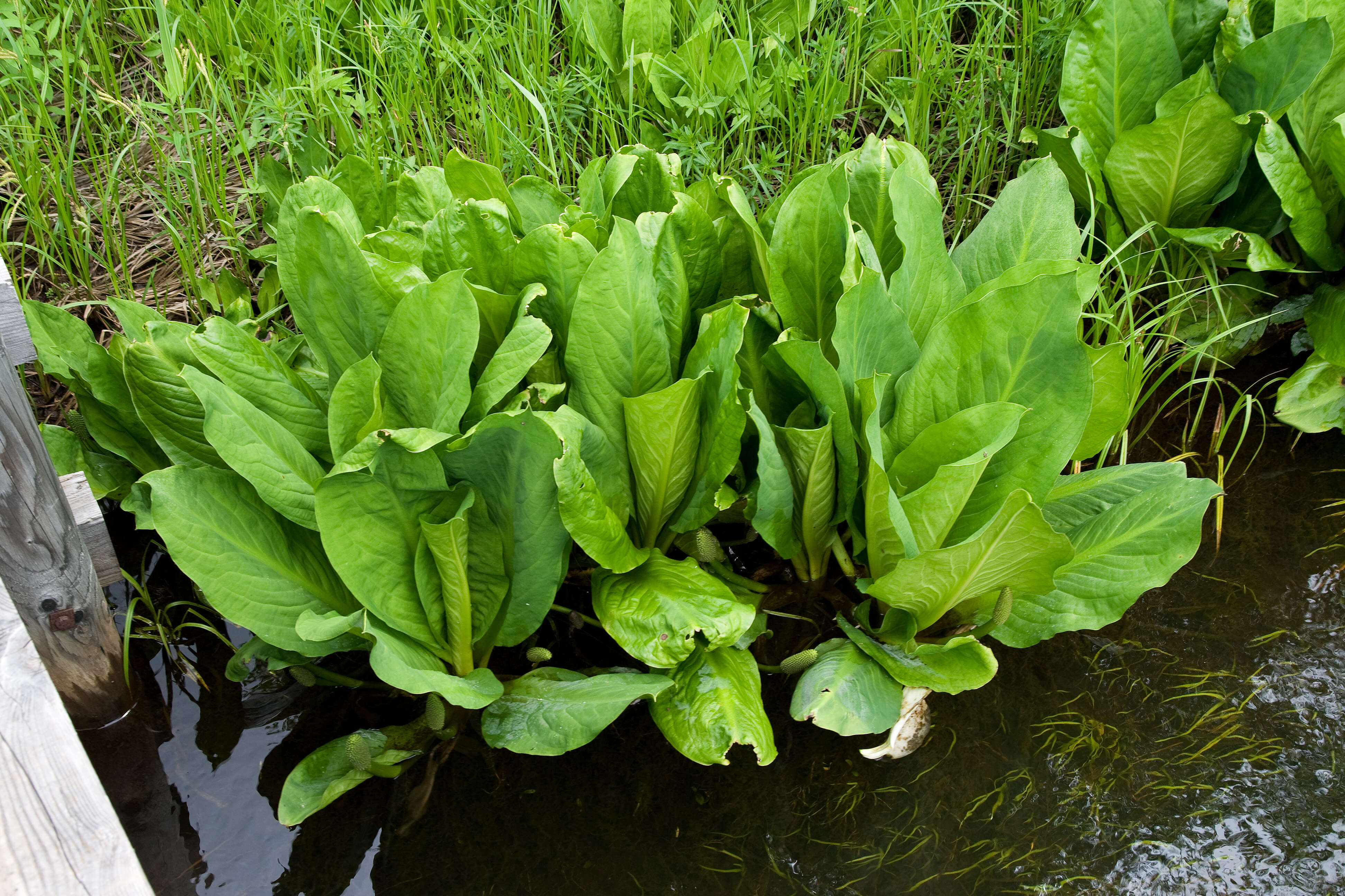 Image of Lysichiton camtschatcensis (L.) Schott