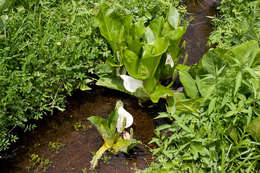 Image of Lysichiton camtschatcensis (L.) Schott