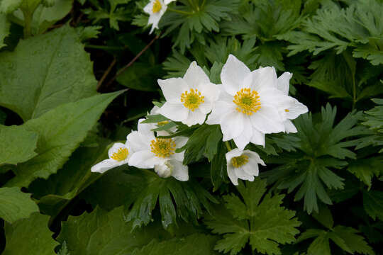 Imagem de Anemonastrum narcissiflorum subsp. narcissiflorum