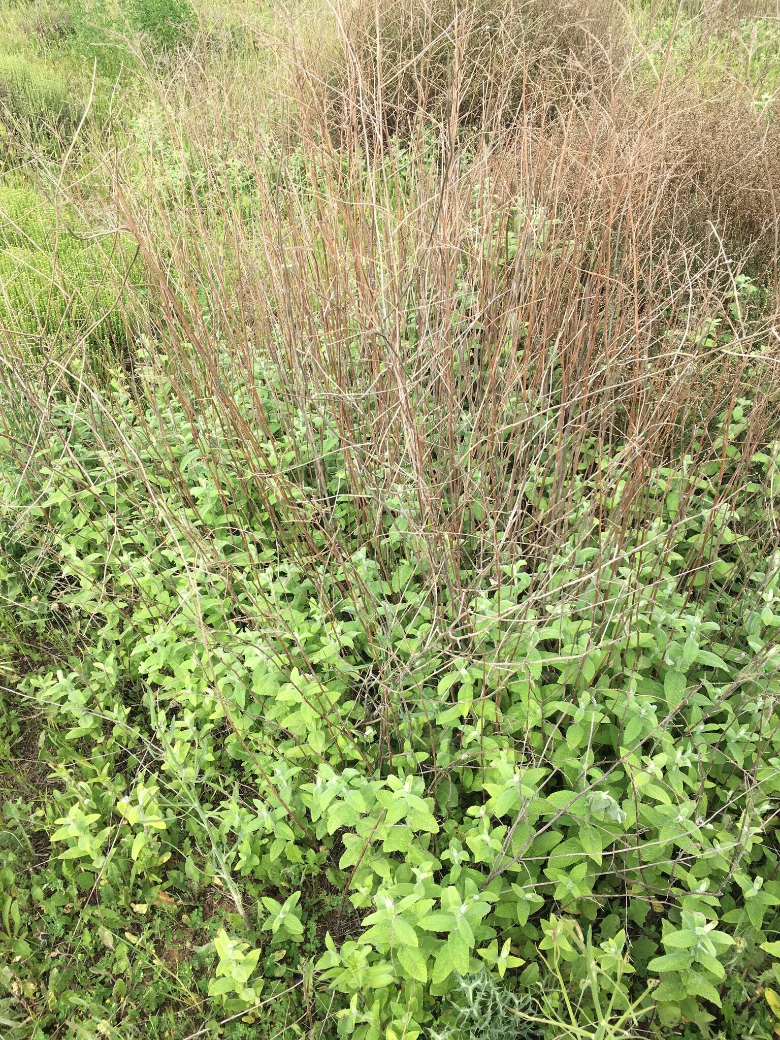 Image of Mentha longifolia subsp. longifolia