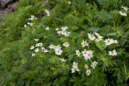 Imagem de Anemonastrum narcissiflorum subsp. narcissiflorum