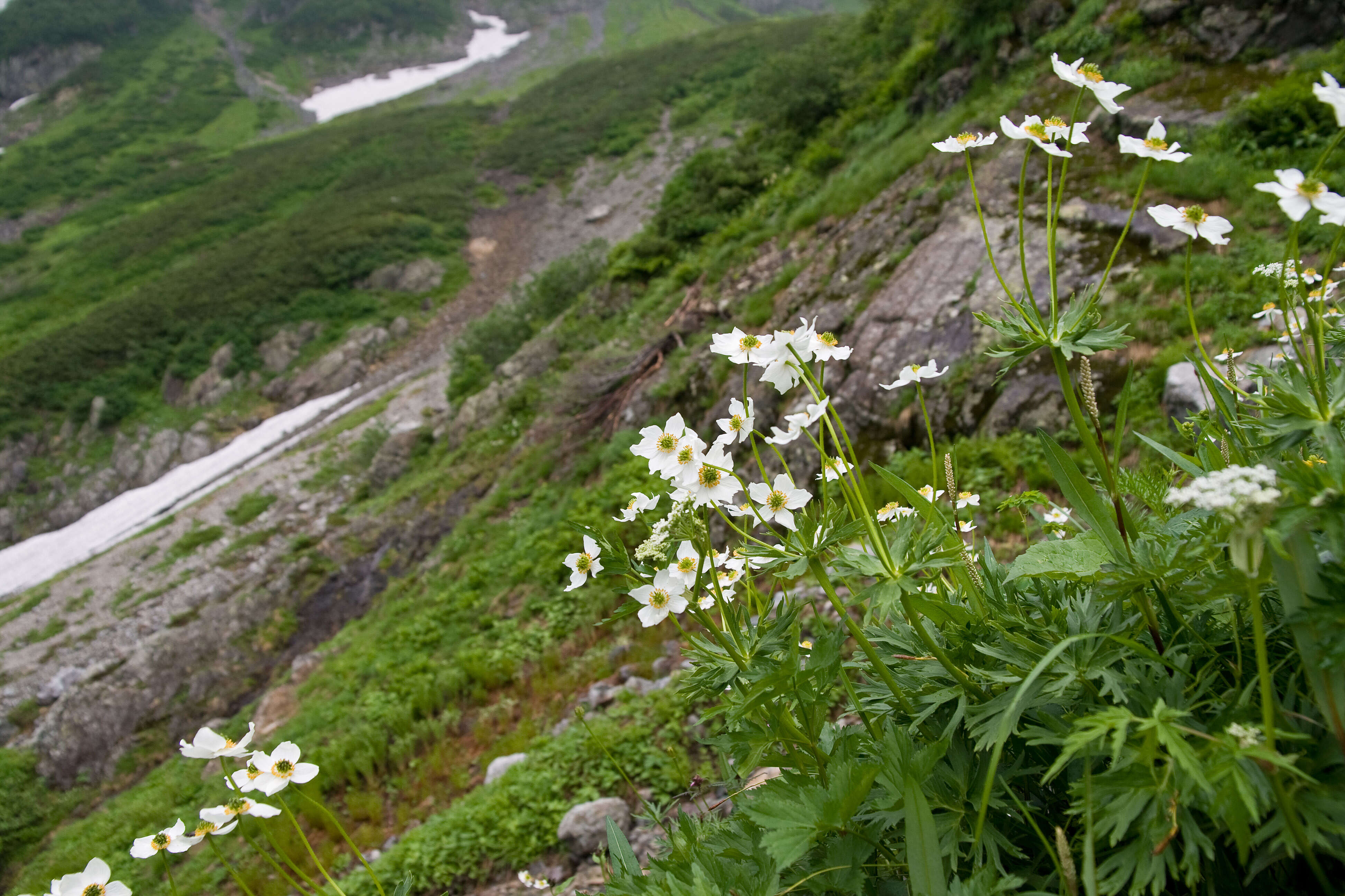 Imagem de Anemonastrum narcissiflorum subsp. narcissiflorum