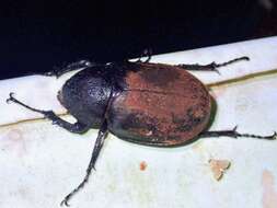 Image of Rhinoceros beetle