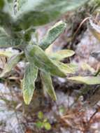 Image of Chrysopsis floridana var. highlandsensis (De Laney & Wunderlin) D. B. Ward