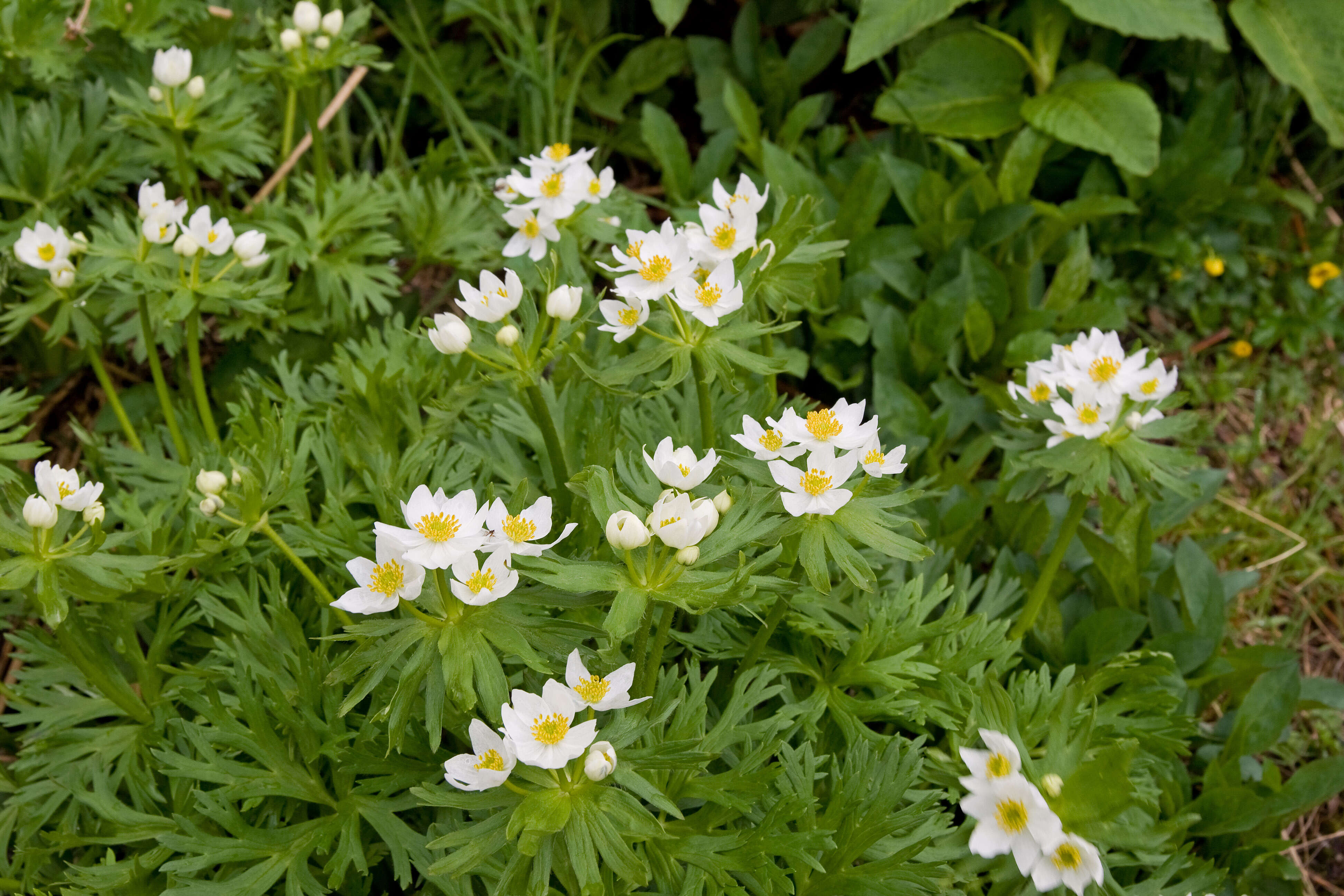 Imagem de Anemonastrum narcissiflorum subsp. narcissiflorum