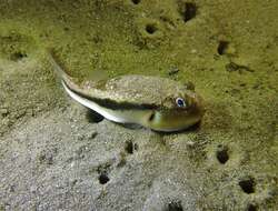 Image of Brush-tail toadfish