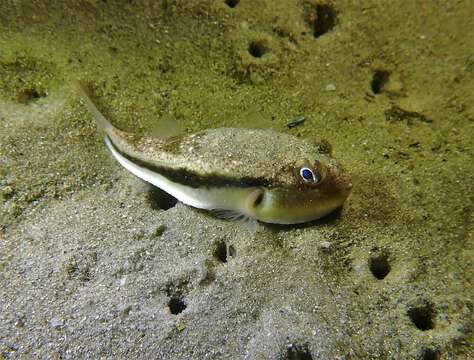 صورة Torquigener squamicauda (Ogilby 1910)