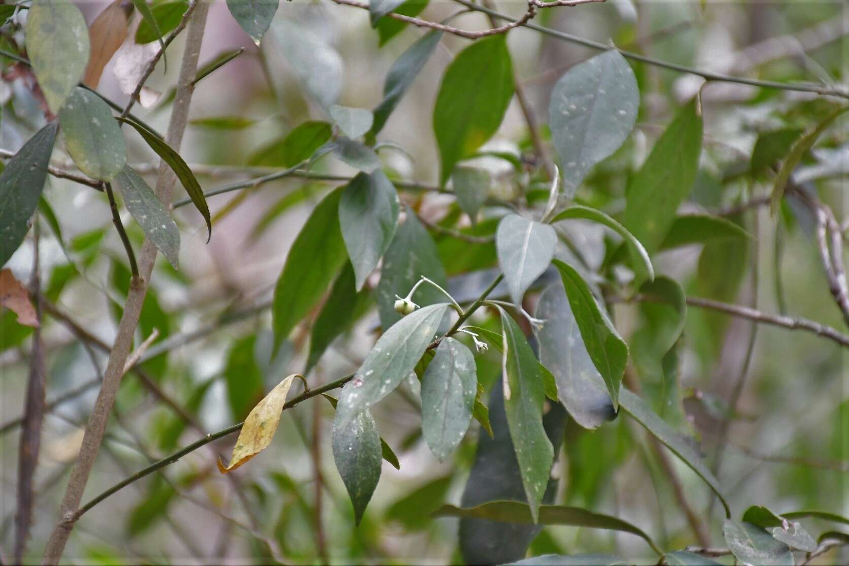 Image of Chiropetalum schiedeanum (Müll. Arg.) Pax