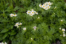 Imagem de Anemonastrum narcissiflorum subsp. narcissiflorum