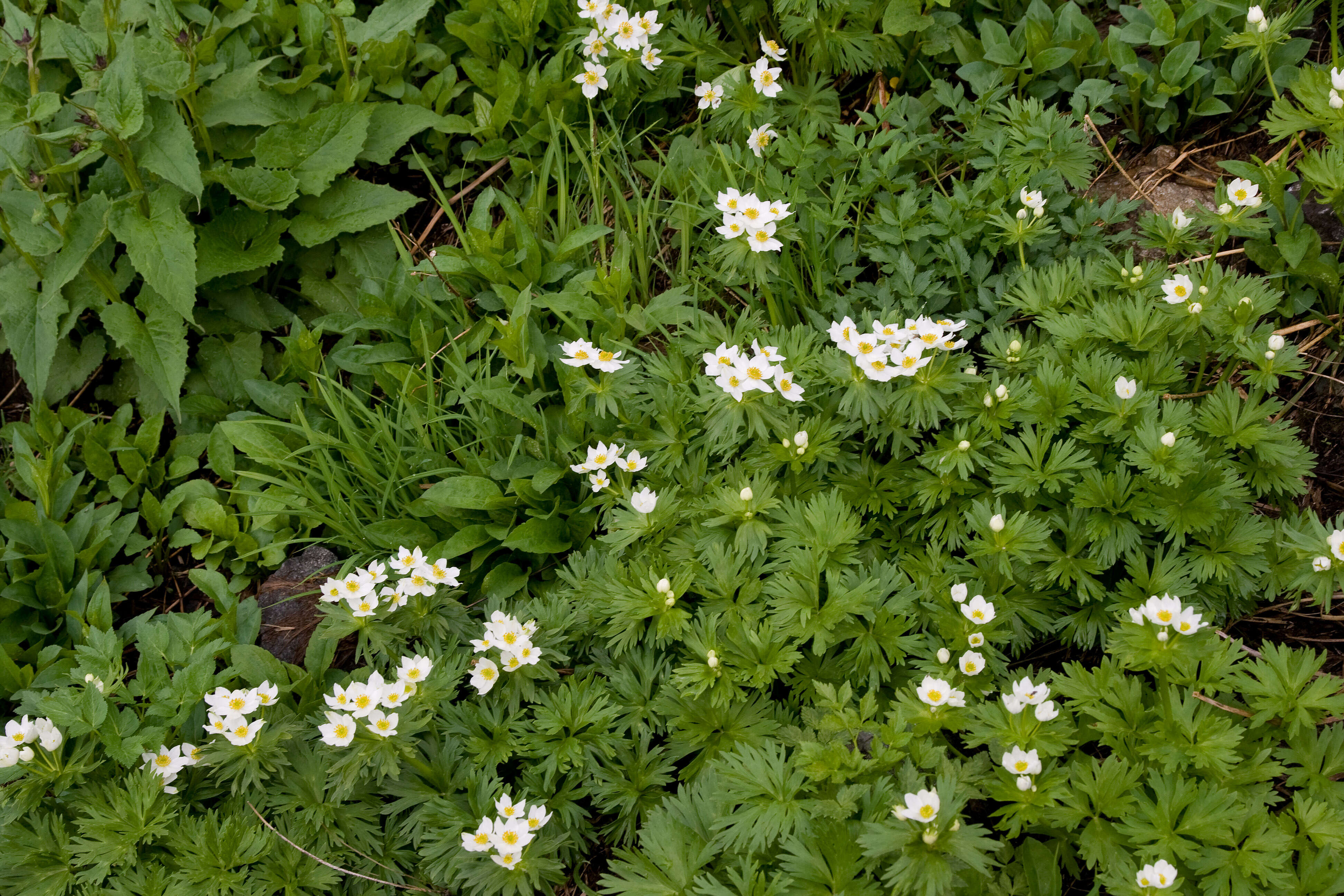 Imagem de Anemonastrum narcissiflorum subsp. narcissiflorum