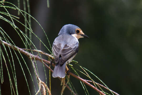 Image of Mangrove Flycatcher