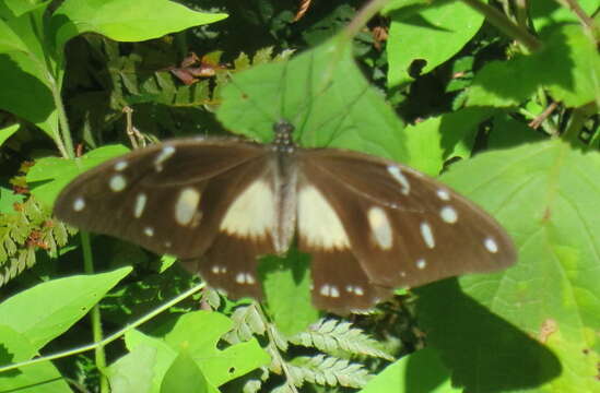 Sivun Papilio dardanus Brown 1776 kuva