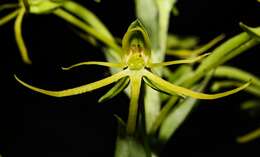 Habenaria novemfida Lindl. resmi