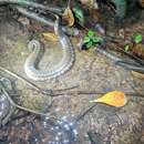 Image of Bocourt's Water Snake