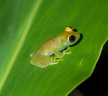 Image of Green Bright-eyed Frog