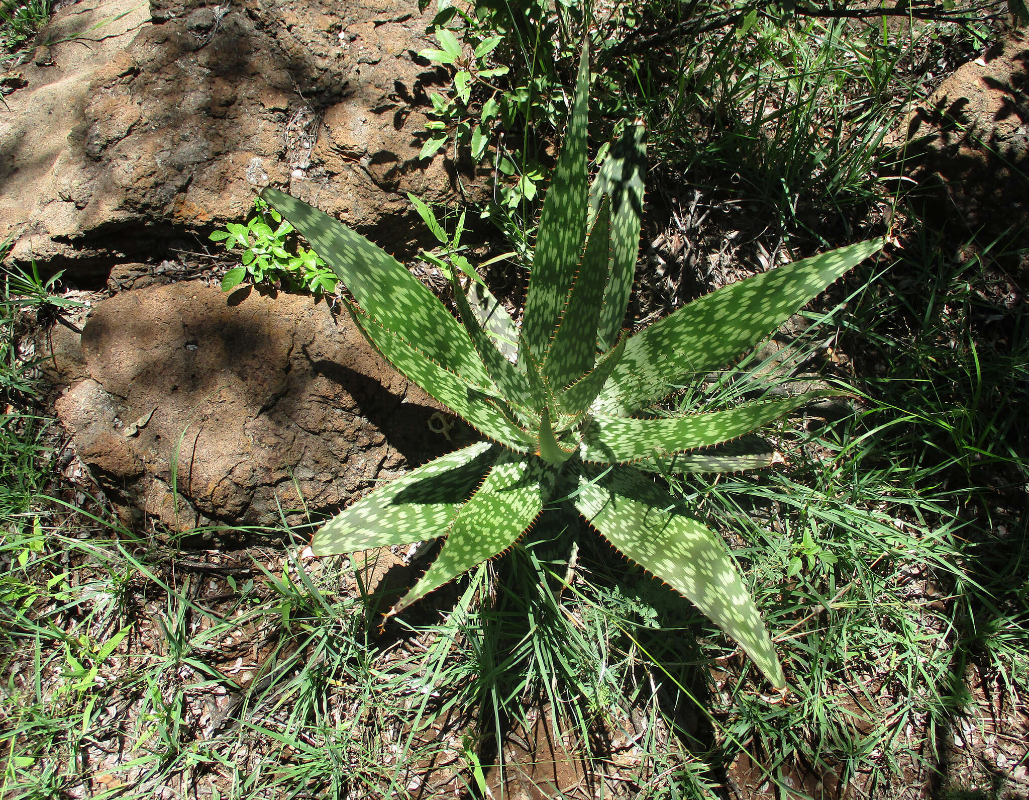 Image of Aloe greatheadii var. greatheadii