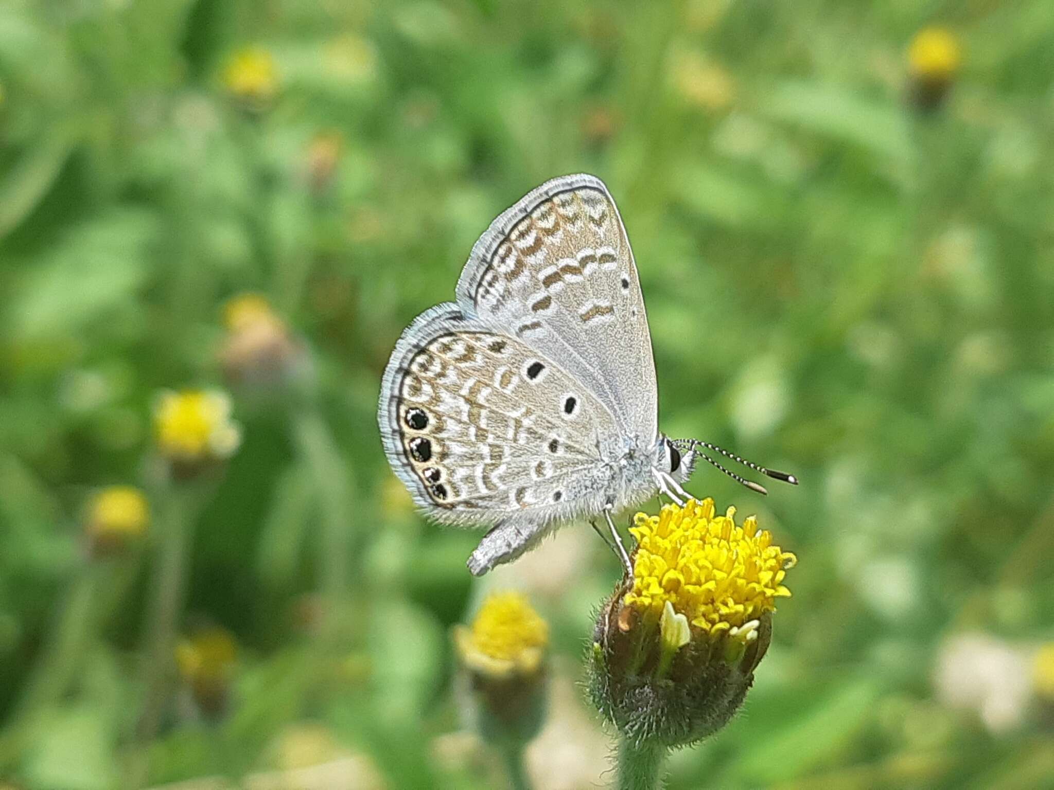 Imagem de Hemiargus ramon