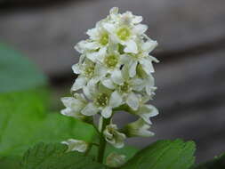 Image of western black currant