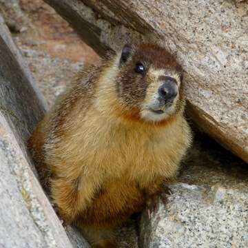 Imagem de Marmota subgen. Petromarmota Steppan et al. 1999