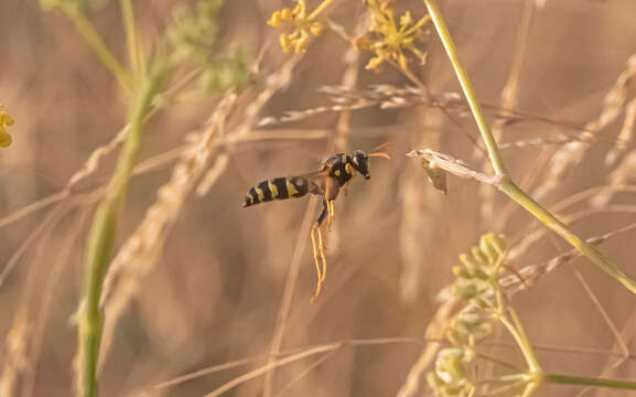 Image de Polistes gallicus (Linnaeus 1767)