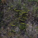 Image of Corynanthera flava J. W. Green