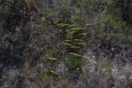 Image of Corynanthera flava J. W. Green