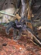 Image of Ecuadorian Purple Tarantula