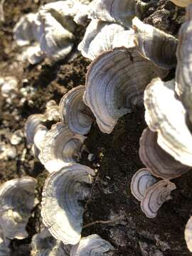 Image of False turkeytail