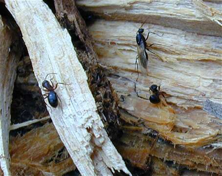 Image of Camponotus herculeanus (Linnaeus 1758)