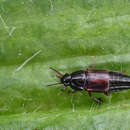 Tachinus (Tachinus) lignorum (Linnaeus 1758) resmi