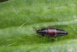 Image of Tachinus (Tachinus) lignorum (Linnaeus 1758)