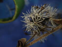 صورة Dubautia latifolia (A. Gray) Keck