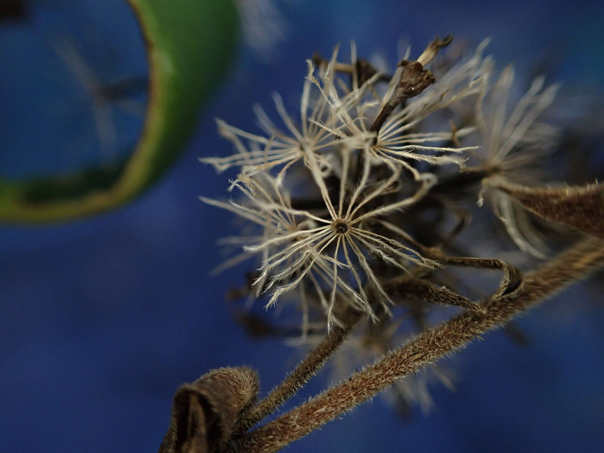 صورة Dubautia latifolia (A. Gray) Keck