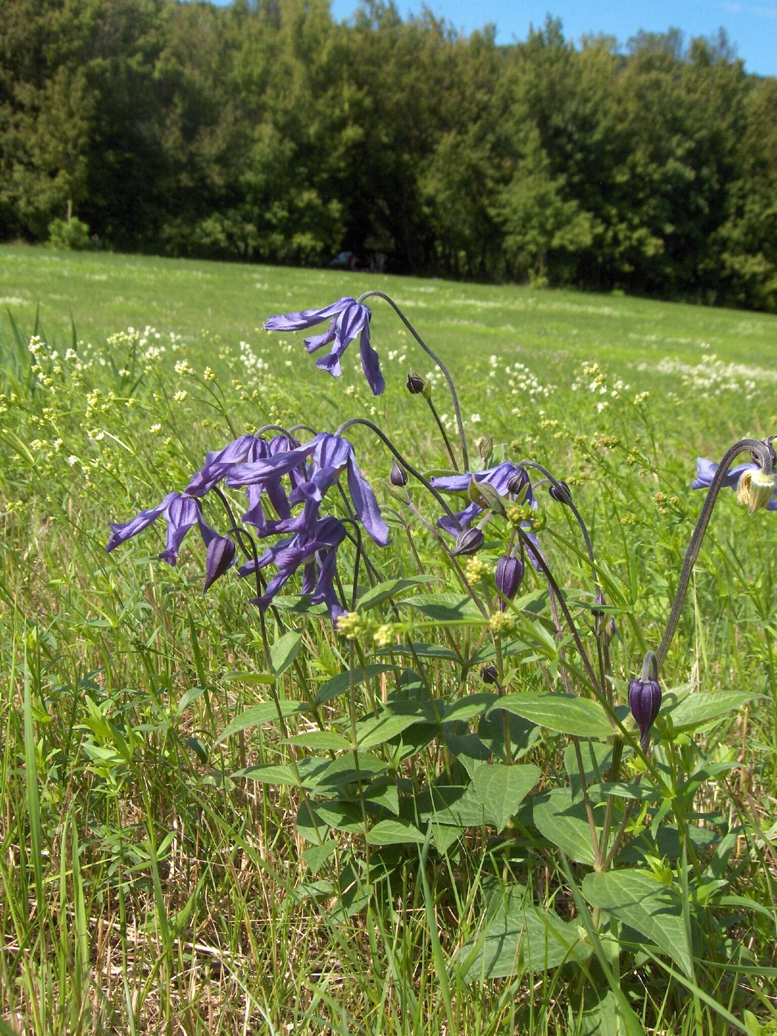 Imagem de Clematis integrifolia L.