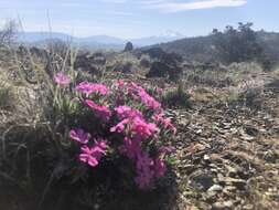 Image of Yreka phlox