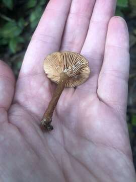 Imagem de Lactarius occidentalis A. H. Sm. 1960