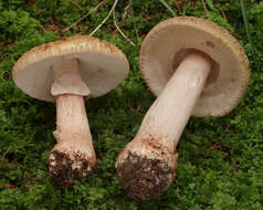 Image of Amanita rubescens Pers. 1797