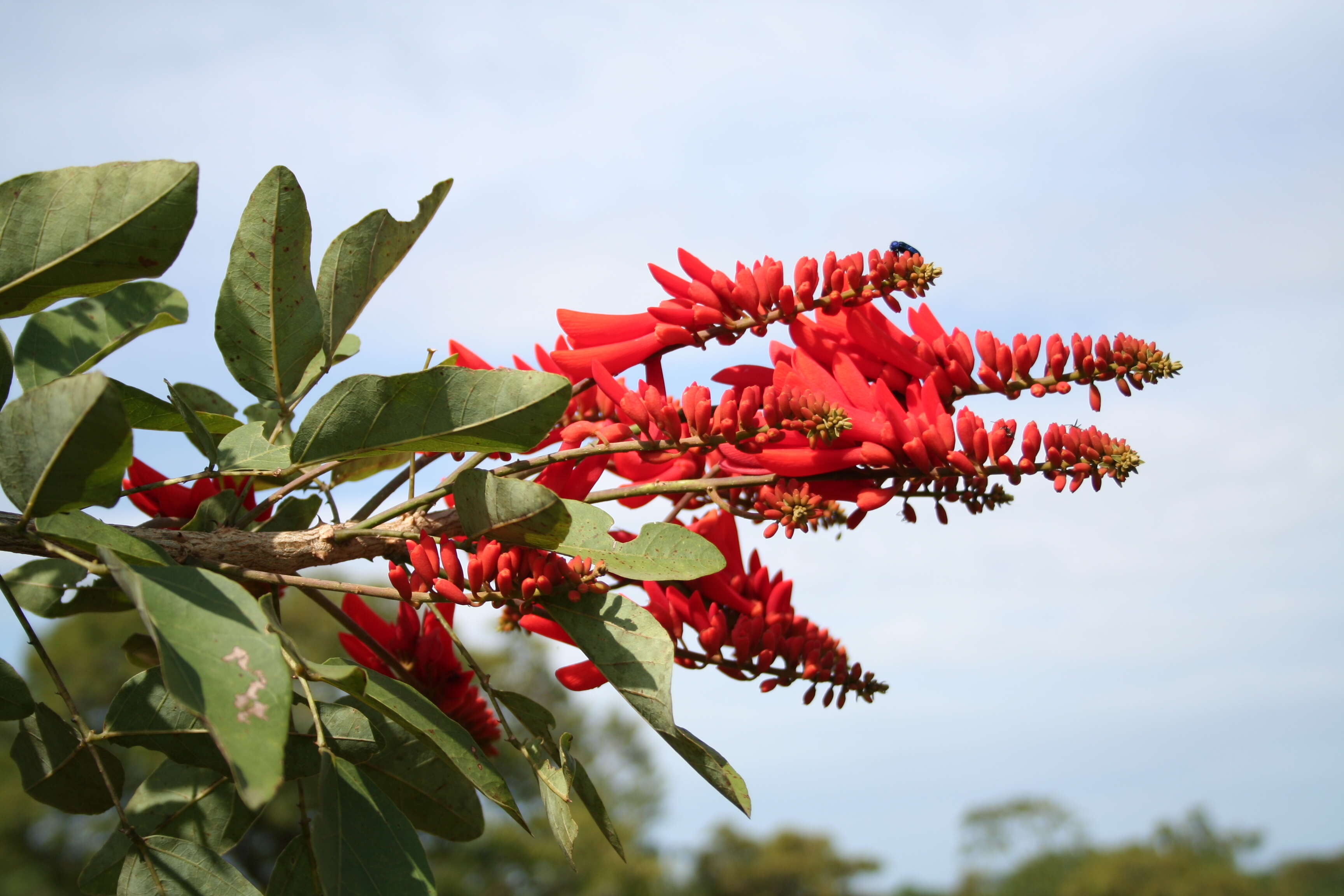 Image of Coral tree