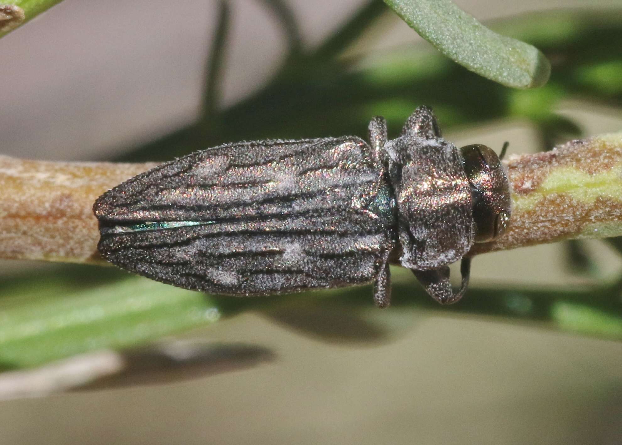 Image of Chrysobothris beyeri Schaeffer 1904