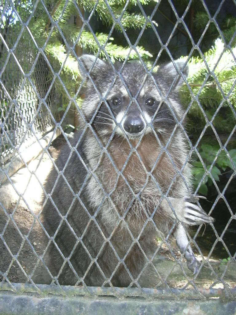 Image of raccoons