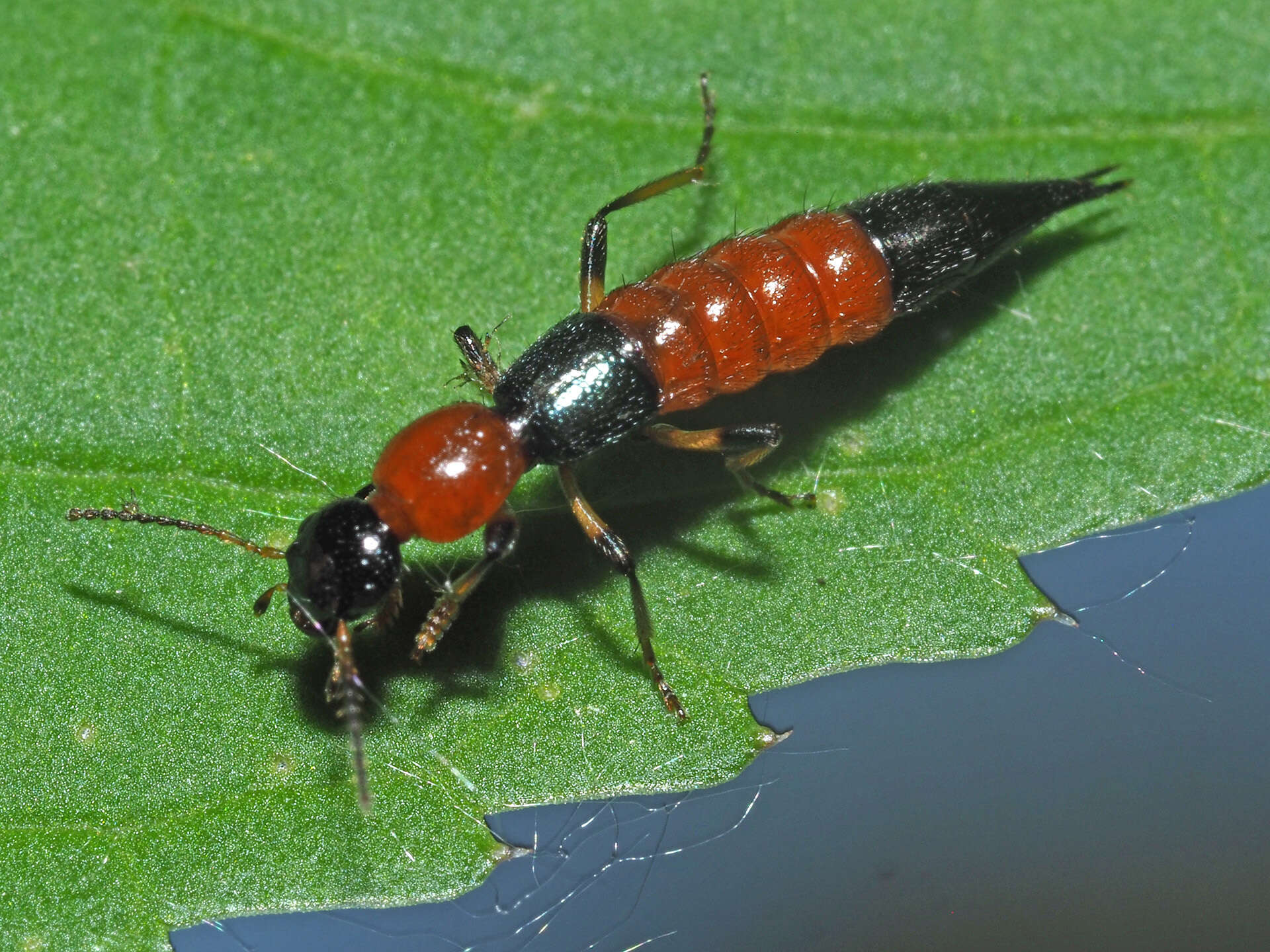 Image of Paederus (Harpopaederus) schoenherri Czwalina 1889