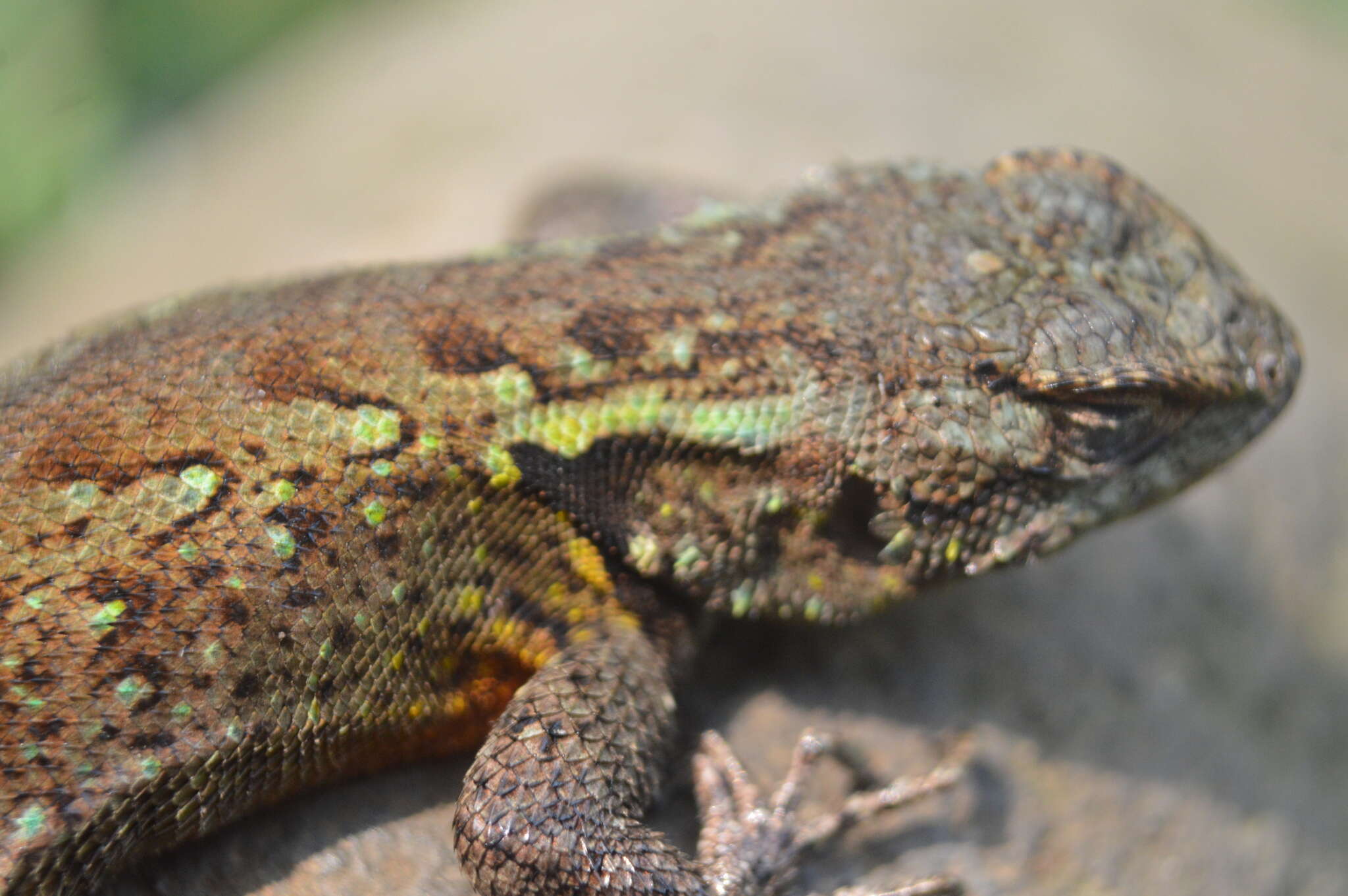 صورة Sceloporus grammicus Wiegmann 1828