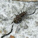 Image of New Zealand common tiger beetle