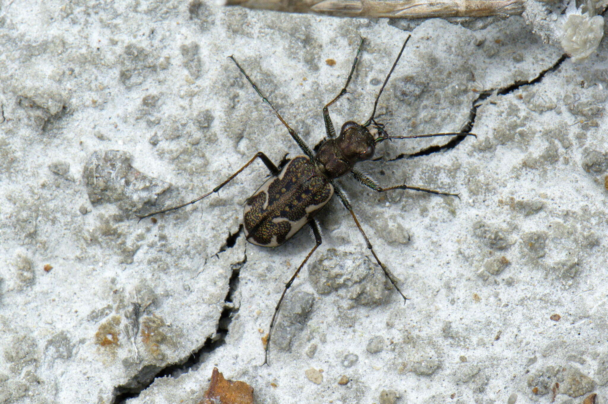 Image of New Zealand common tiger beetle